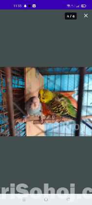 বাজিগর পাখি